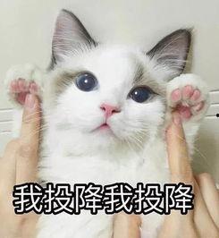 猫咪买瓜吃瓜表情啥意思