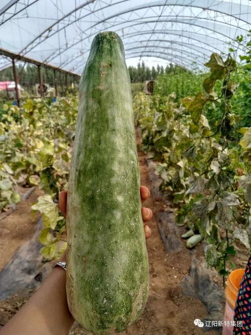 大飞带你吃瓜,尽享味蕾盛宴