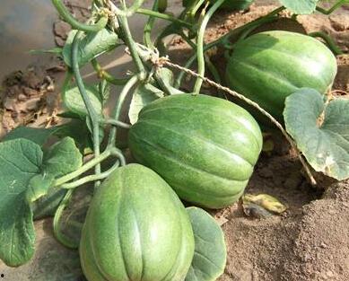 合理网上吃瓜,揭秘虚拟世界的娱乐狂欢