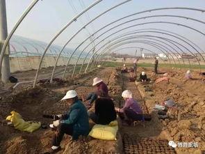 界首杨天友吃瓜,吃瓜群众的美食探索之旅