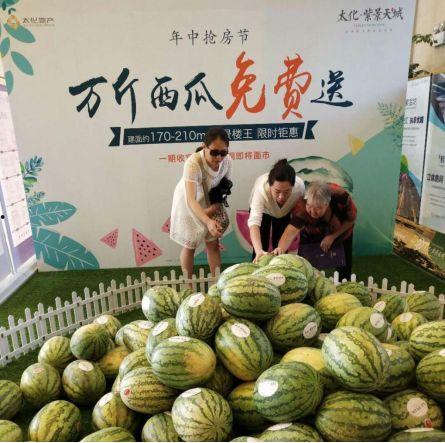 宝龙城吃瓜,一场吃瓜盛宴背后的故事