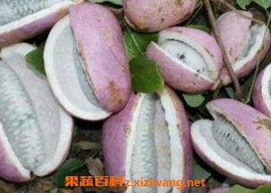 老头吃八月瓜,一位老人与八月瓜的甜蜜邂逅