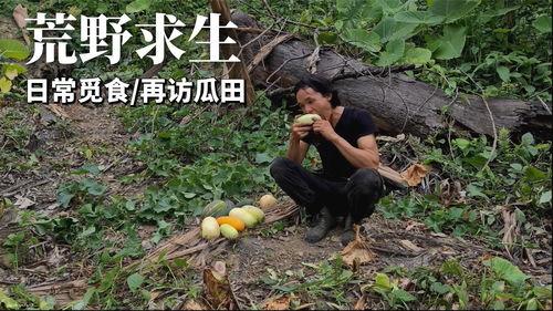 荒野生存吃瓜,吃瓜群众眼中的生存挑战与人性探索