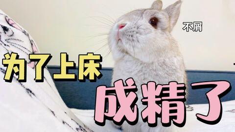 吃瓜小兔特效视频下载,趣味瞬间，轻松收藏