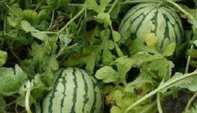 炎夏说瓜仿写吃瓜过程,一场甜蜜的“吃瓜”之旅