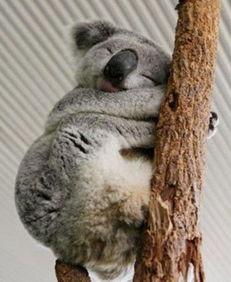 无尾熊吃瓜基地超级,揭秘吃瓜基地的奇幻之旅