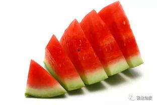 吃瓜神器中源,带你领略美食与娱乐的完美融合