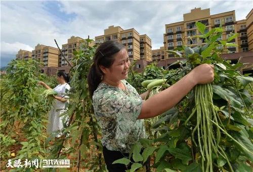 田园吃瓜图,一场视觉与味蕾的双重盛宴