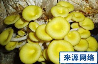 黄金蜜瓜孕妇可吃吗,安全食用指南